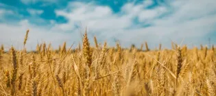Boundless fields of wheat against a blue sky.