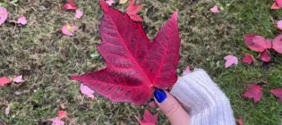 Deniz finds a beautiul red leaf in Montreal