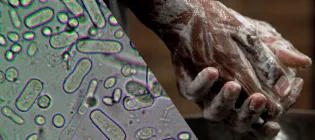 Washing hands from bacteria