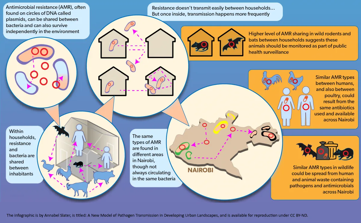 Infographic showing key findings from the paper as described below. Available for reproduction under CC BY-ND CREDIT: Annabel Slater