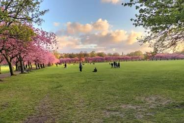 Photograph of the Meadows in Edinburgh