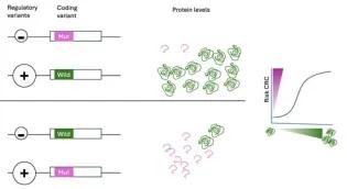 A model that shows our hypothesis is that interaction between cis-regulatory variation modifies the penetrance of loss of function mutations in MMR genes (and more generally in other genes and diseases). 