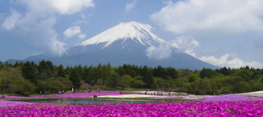 Mt.Fuji and pink moss phlox