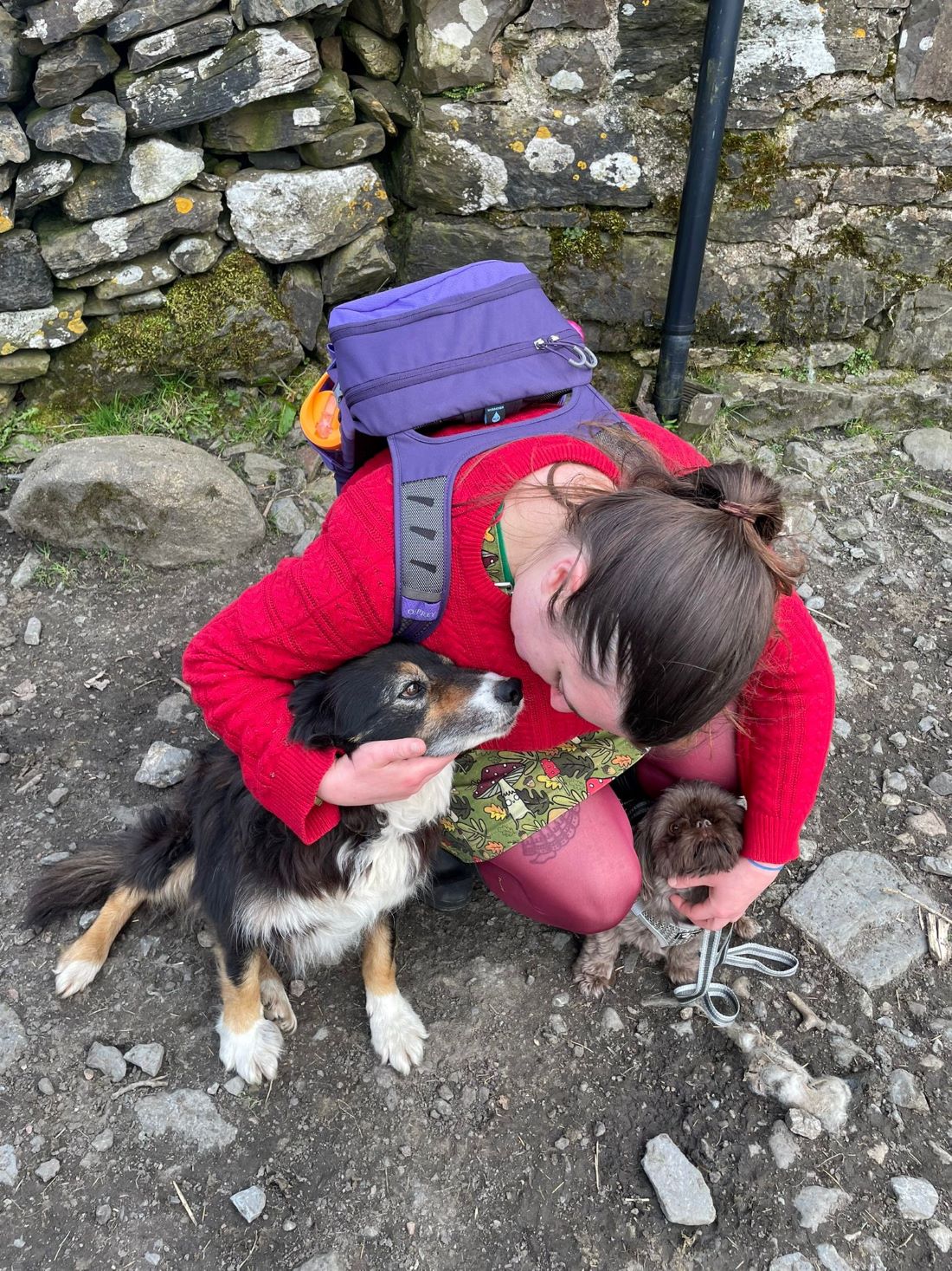 The person in the photo is bending down to pat two dogs, a border collie and a shitzu.