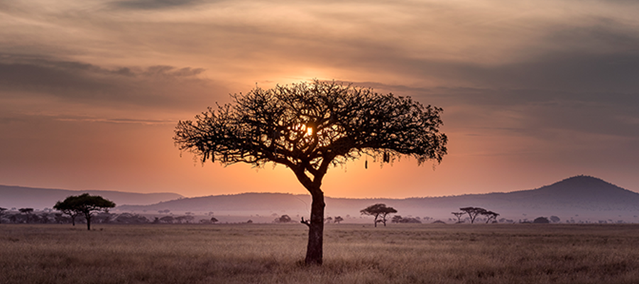 tree in african sunset